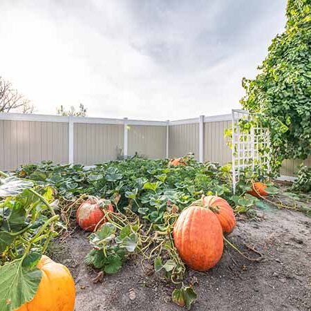 insert-pumpkin-patch-fence Vinyl fence around pumpkin patch